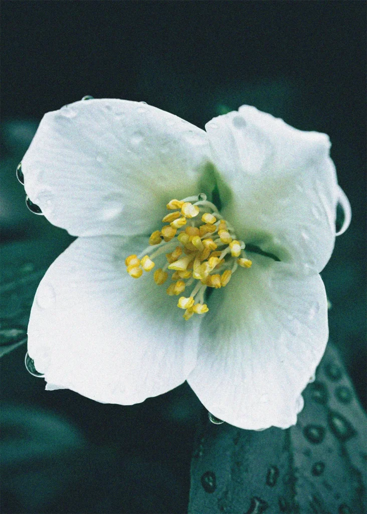 Cleanblossom 1